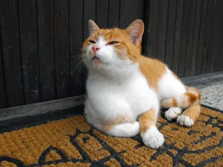 猫，tomcat，fľakatá，谎言，和平，宠物，家养，家养动物