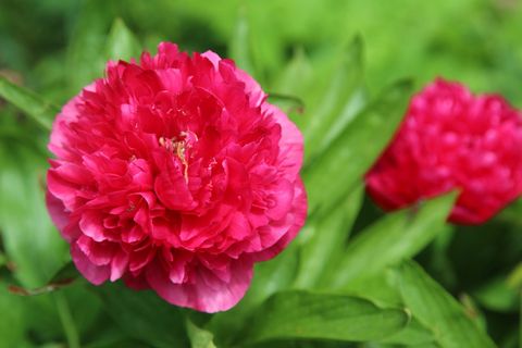 牡丹, 花, 盛开, 自然, 植物区系, 开花植物, 植物, 自然之美