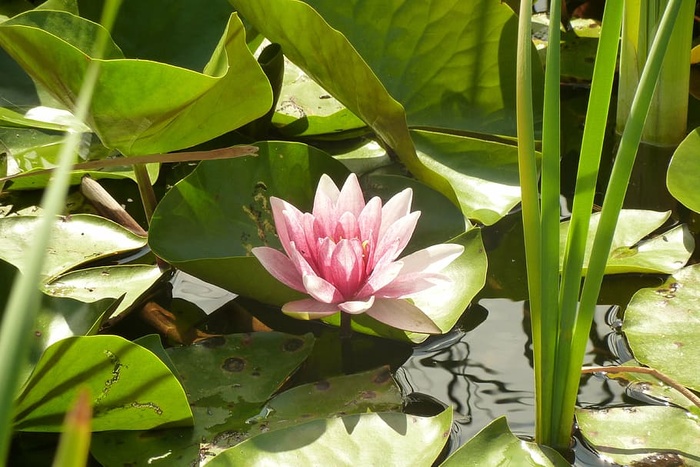 睡莲，粉色，池塘，湖玫瑰，纽帕，水生植物，花卉，植物