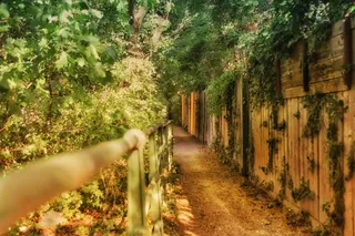 梦幻，走道，多环芳烃，森林，植物，生长，绿色，自然