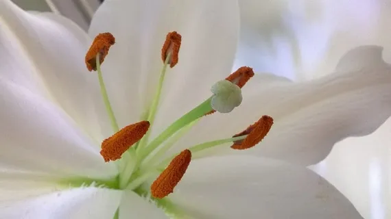 花，自然，没有人，植物，花瓣，开花植物，自然之美，脆弱