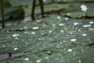 花、莲花、睡莲、水、植物、水滴、自然、选择性聚焦