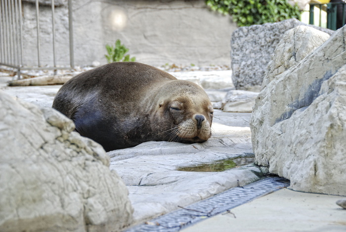 tiergarten，schönbrunn，海狮，robbe，睡眠，动物园，哺乳动物，动物世界