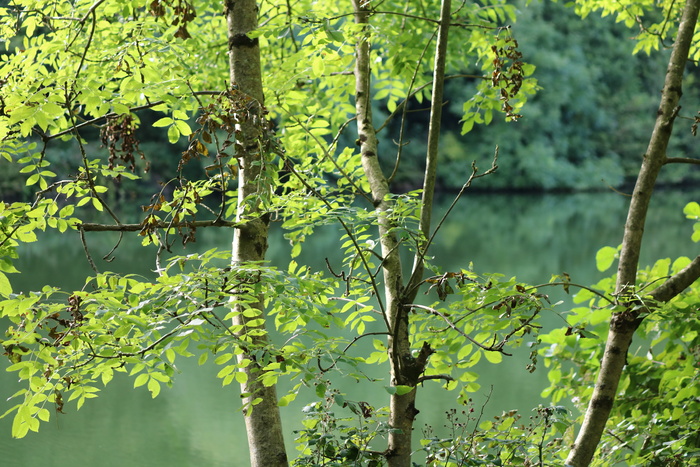 英国，ilfracombe，斯莱德水库（下resr），自然，墙纸，树木，树叶，寒冷
