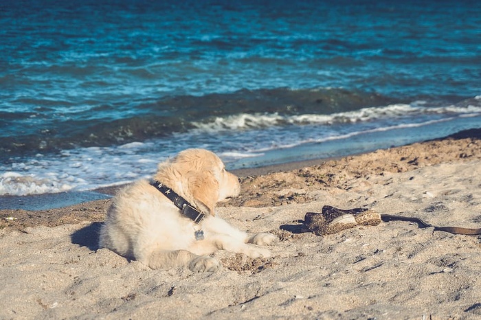 金毛猎犬，小狗，狗，海洋，夏天，海滩，一只动物，动物主题