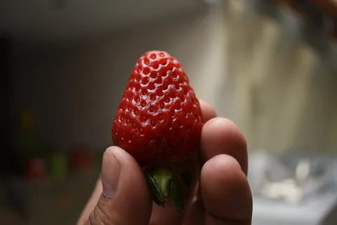 草莓,水果,人的手,手,人体部分,一个人,拿着,食物 草莓,水果,人的手,手,人体部分,一个人,拿着,食物
