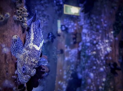 鱼，水下，海洋，海洋，深海，蓝色，岩石，石鱼