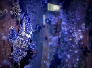 鱼，水下，海洋，海洋，深海，蓝色，岩石，石鱼