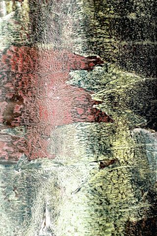 垃圾，背景，树，树皮，红色，黄色，不寻常，嘈杂