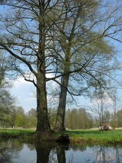 spreewald、水、自然、景观、河流、spree、树木、植物 spreewald、水、自然、景观、河流、spree、树木、植物