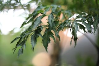 植物，福禄考，羽毛叶，生长，植物部分，叶，特写，自然美