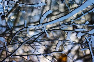 户外, 冬季, 冷, 冰, 树枝, 分支机构, 模糊背景, 散景背景