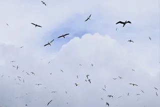 飞翔，飞翔，鸟，海鸟，塘鹅，野生动物，天空，云