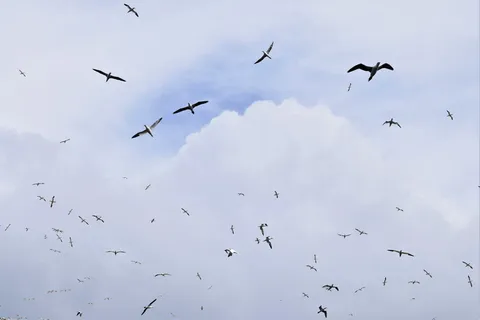 飞翔,飞翔,鸟,海鸟,塘鹅,野生动物,天空,云 飞翔,飞翔,鸟,海鸟,塘鹅,野生动物,天空,云