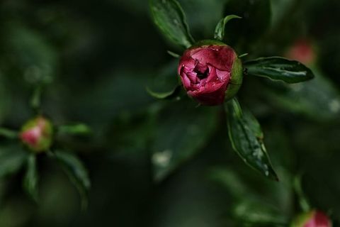 夏天，花，夏天的花，花园，花蕾，新鲜度，植物，特写