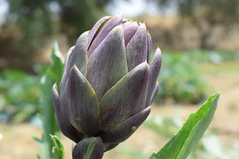 花,植物,自然,叶,夏天,洋蓟,洋蓟,生长 花,植物,自然,叶,夏天,洋蓟,洋蓟,生长