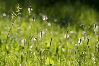 祖母，花，草，他的祖母，罗莎，阳光，博克，早晨