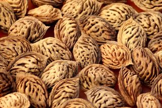 一阵风，桃子的种子，种子，桃子的背景，质地，结构，食物和饮料