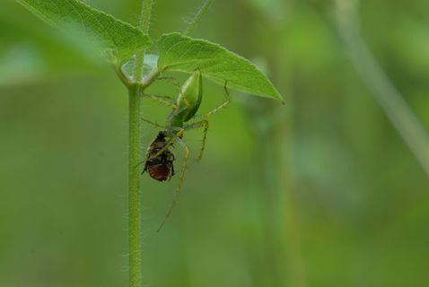 蜘蛛吞食，昆虫，大头针，捕食者，无脊椎动物，动物主题，野生动物，野生动物