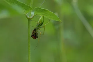 蜘蛛吞食，昆虫，大头针，捕食者，无脊椎动物，动物主题，野生动物，野生动物