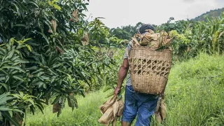 白天，棕色柳条篮和绿叶树