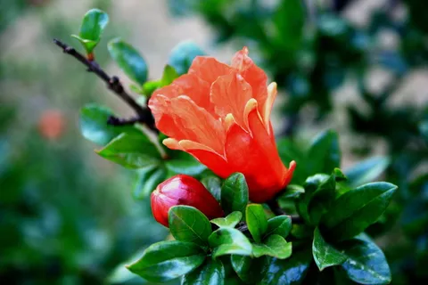 花,开花,芽,石榴,橙色,明亮,树,新鲜 花,开花,芽,石榴,橙色,明亮,树,新鲜