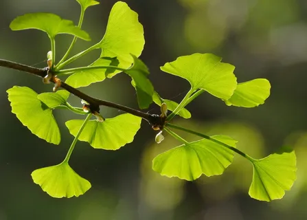 选择性, 聚焦摄影, 绿色, 叶, 植物, 植物区系, 自然, 叶 选择性, 聚焦摄影, 绿色, 叶, 植物, 植物区系, 自然, 叶