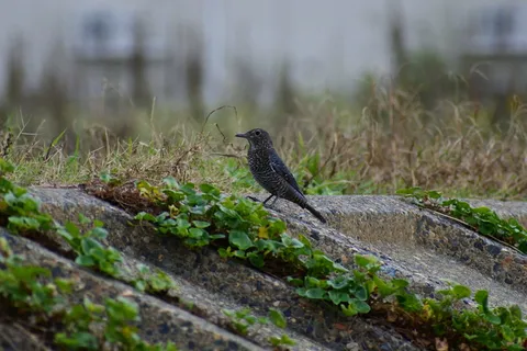 动物，海，河，水边，野鸟，小鸟，法蓝，野生动物