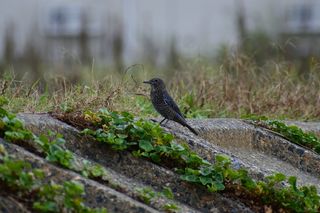 动物，海，河，水边，野鸟，小鸟，法蓝，野生动物