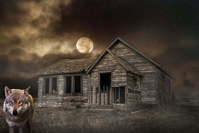 夜，月亮，天空，狼，小屋，风景，神秘，动物主题