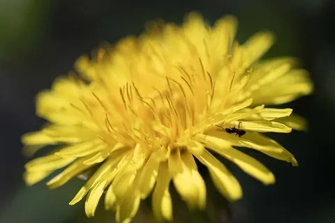 植物,花,花,蒲公英,帕特里卡,意大利,花粉,蚂蚁 植物,花,花,蒲公英,帕特里卡,意大利,花粉,蚂蚁
