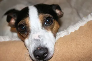 美国，威奇托，阿肯色河自行车道桥，一个动物，狗，狗，哺乳动物，动物主题