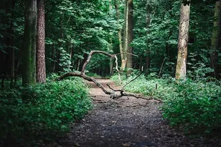 穿过森林漫步莫兹