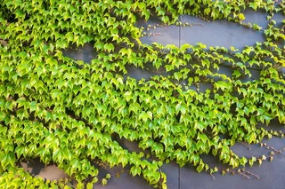 灰色，生长，叶子，艺术，绿色，生长，叶子，最小