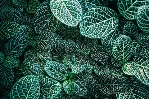 绿叶植物,绿色,白色,植物,自然,叶子,绿色,背景 绿叶植物,绿色,白色,植物,自然,叶子,绿色,背景