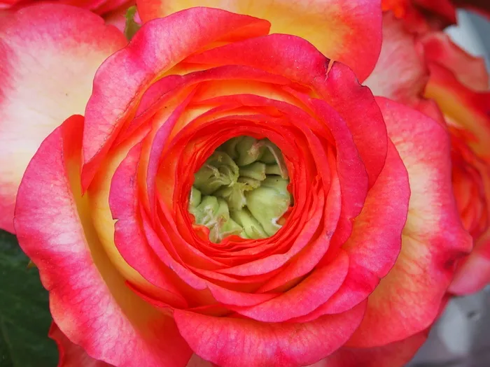 花，花瓣，玫瑰，花，花，植物，浪漫，给予
