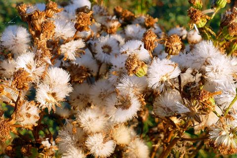 植物，控制，自然，绿色，景观，户外，环境，环境