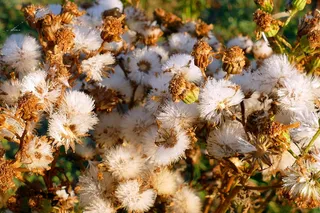植物，控制，自然，绿色，景观，户外，环境，环境