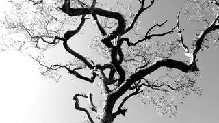 树，花丝，黑白，树枝，植物，光秃秃的树，自然，没有人