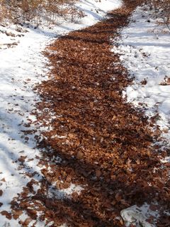 森林小径，小径，迁徙小径，小径，跑步，徒步旅行，树叶，冬天