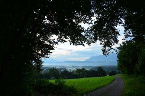 雾，城市，森林，自然，雾，城市，树木，景观，道路