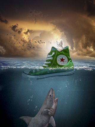 操纵，猫，鞋，海洋，鲨鱼，鸟，海，水