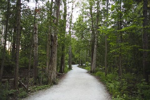 森林中两边都有树木和灌木丛的小路