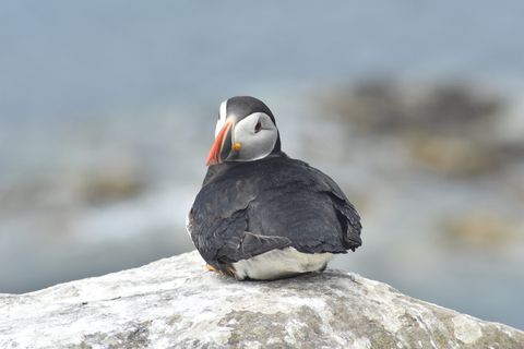 海雀，斯塔法，苏格兰，动物主题，野生动物，野生动物，鸟类，动物