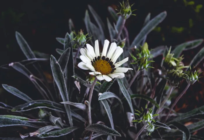 植物，花朵，花朵，雏菊，雏菊，巴西，r.若昂·亚当森，贾迪姆·法德尔