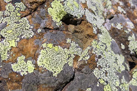 石头，编织，图案，荆棘，棕黄色，黄色，结构，彩色