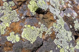 石头，编织，图案，荆棘，棕黄色，黄色，结构，彩色