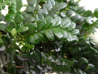 叶, 植物, 自然, 增长, 新鲜, 关闭, 绿色, 日本胡椒