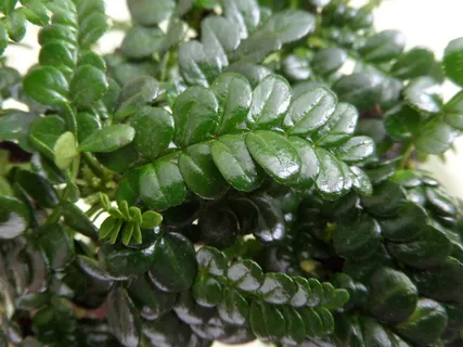 叶, 植物, 自然, 增长, 新鲜, 关闭, 绿色, 日本胡椒 叶, 植物, 自然, 增长, 新鲜, 关闭, 绿色, 日本胡椒