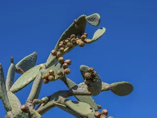 刺梨，植物，仙人掌，自然，地中海，叶，水果，塞浦路斯